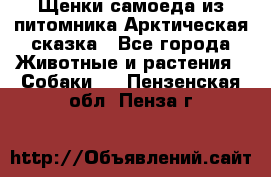 Щенки самоеда из питомника Арктическая сказка - Все города Животные и растения » Собаки   . Пензенская обл.,Пенза г.